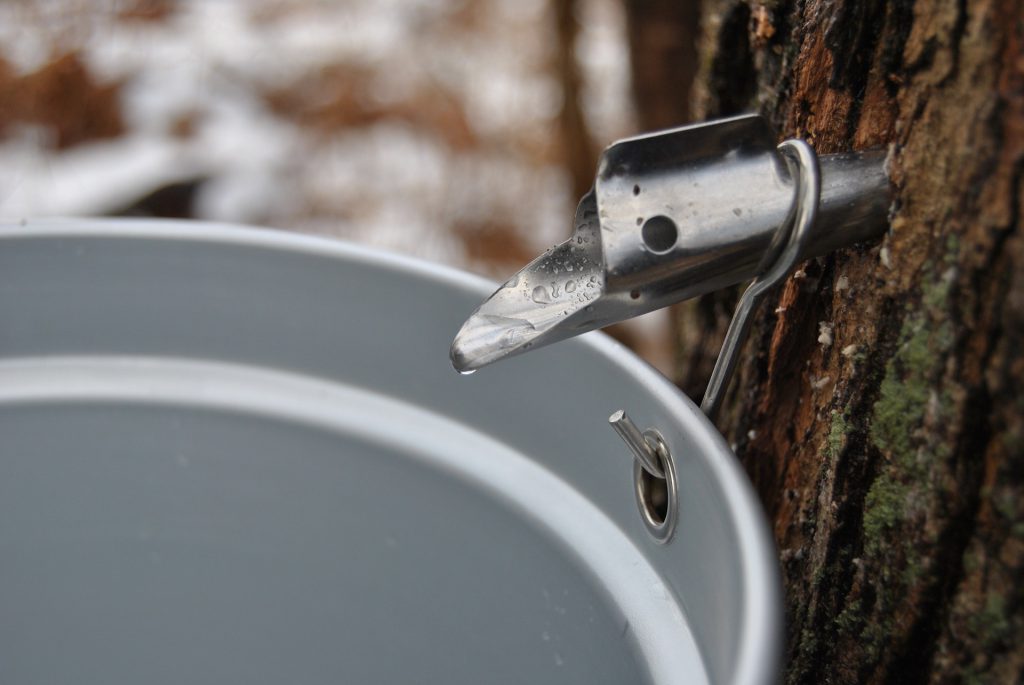 tap in tree over bucket